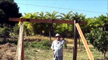 593 ) – 2 ° PARTE DA PODA DO CAVALO 571_6 PARA RECEBER ENXERTIA EM BOITUVA- SP     1164c