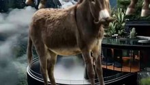 SpinningMule - #funnyanimals #pets #fyp #SpinningMule