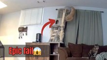 Wild orange feline races through the room and topples the cat tower