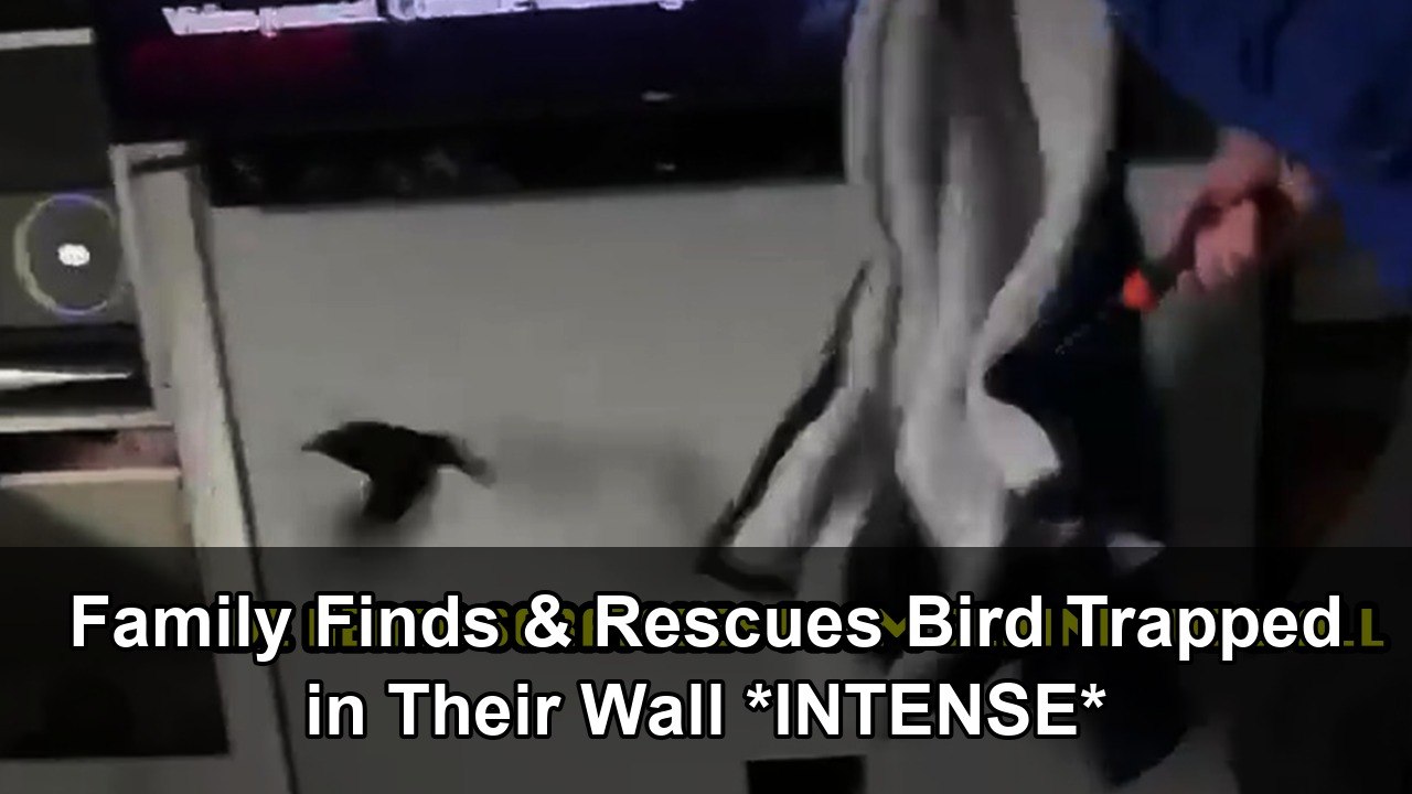 Family Discovers and Saves Bird Entrapped in Their Wall - video Dailymotion