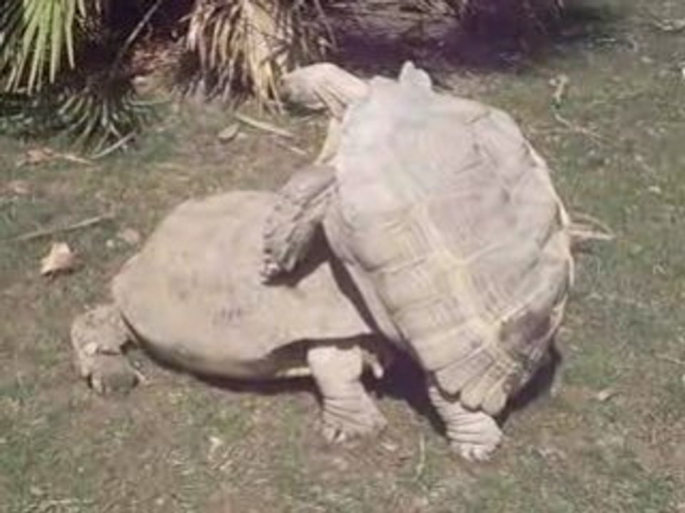 tortues