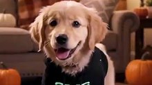 Glow-in-the-Dark Skeleton Dog Costume | Halloween Pet Outfit