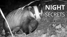 Hidden Trail Camera in a European Forest Reveals Foxes, Deer and More at Night