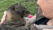 Cat Attempts to Seek Attention but Stumbles While Learning to Return It