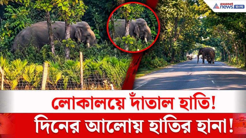 দিনের আলোয় লোকালয়ে দাঁতাল হাতির দাপট! আলিপুরদুয়ারের মাদারিহাটে আতঙ্ক