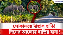 দিনের আলোয় লোকালয়ে দাঁতাল হাতির দাপট! আলিপুরদুয়ারের মাদারিহাটে আতঙ্ক