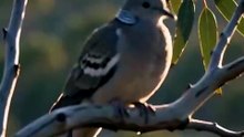 Bar-shouldered Dove