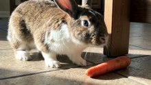 This Sneaky Bunny Creeps Toward a Tasty Carrot! 🐰🥕😍 | Cute Rabbit Moments