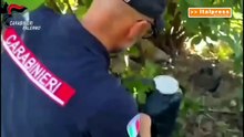 Droga e armi tra le piante nel palermitano, fiuto cane incastra 50enne