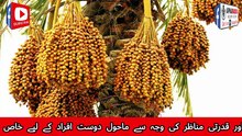 خیرپور میرس سندھ کی تاریخی شان | فیض محل، کوٹ ڈیجی قلعہ، مہرانو ریزرو اور اسیل کھجوریں 26-10-2026