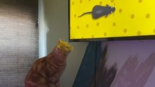Clumsy Cat's Hilarious Quest to Catch a Rat Ends in a Comedic Mishap