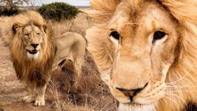 George and Yame’s Enrichment Walk | Playful Lions with Kevin Richardson