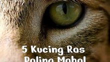5 Kucing Ras Paling Mahal di Dunia #top5 #kucing #paling #hewan