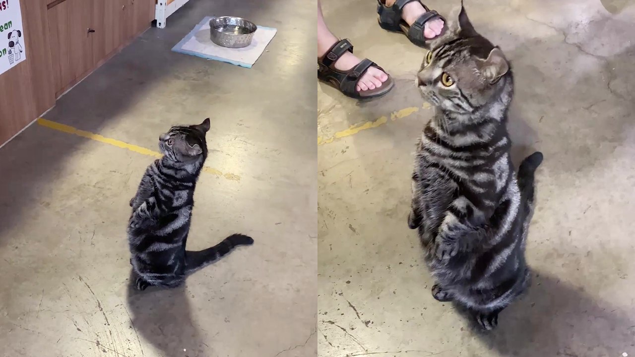 Adorable feline upright in human queue at the checkout - video Dailymotion