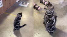 Adorable feline upright in human queue at the checkout