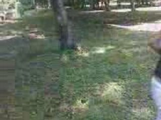 Vido av mamylou o bois préo ps ( y avait personne)