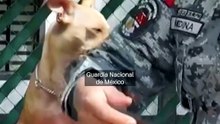 Conoce a Comando Chihuahua, el tierno perrito de la Guardia Nacional que conquista México