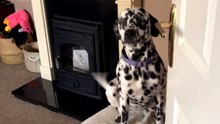 Adorable Dalmatian Comforts Mom with a Loving Embrace After a Disagreement