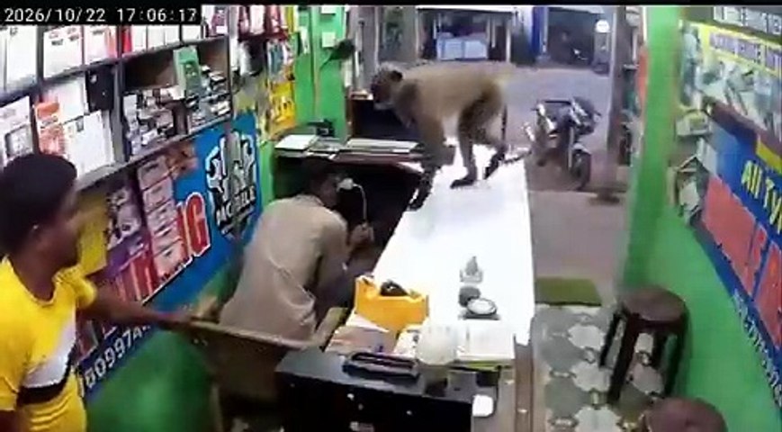Macaco invade loja na Índia... mas só queria um abraço