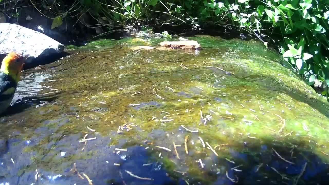 Birds Adorably Splash Around and Bathe in Small Waterfall Pond - video ...
