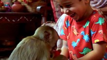 Chutku Monkey Story Part 1 | Maa Se Bichra Baby Monkey Rescue in Urdu