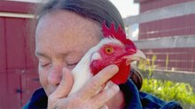 Chicken Survives Religious Ritual And Still Purrs