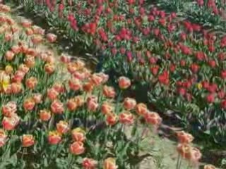 champs de tulipes en pays bigouden