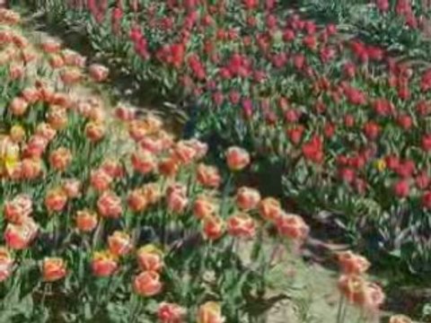 champs de tulipes en pays bigouden