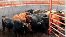México reanuda exportación de ganado en pie a EU desde Puerto Palomas, Chihuahua