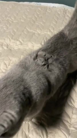 Hamster Rides On Cat's Back