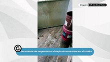 Dez animais são resgatados em situação de maus-tratos em Vila Velha