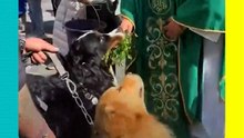 Tenía hambre de bendición: Perrito muerde el ramo de un sacerdote