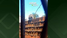 Vídeo: gambá com filhotes nas costas passeia sobre muro no Centro de Cascavel
