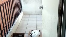 los gatitos andan acostados durmiendo y descansando en el balcon #shorts #animales #mascotas