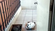 los gatos en el balcon estan descansando bien agusto chamacorron esta bien dormido #shorts