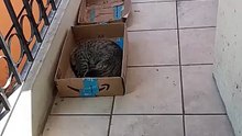 ahi anda el gato pernanca con los gatitos que descansan en el balcon bien dormidos #shorts #michi