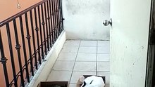 los #gatitos durmiendo y descansando acostados en el balcon #animales #mascotas #pet #michi #cat