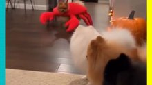 ¡Perrito pomerania se disfraza de cangrejo y asusta a sus hermanitos!