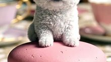 Micro Puppy Bounces On A Giant Pink Macaron! 🍓🐶