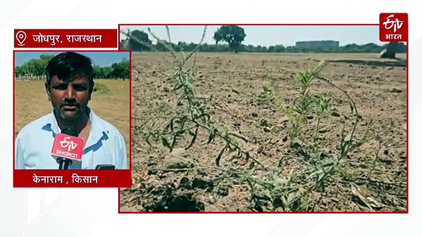 खेतों के साथ सूखी किसानों की उम्मीदें, सैकड़ों गांव प्रभावित, टांके भी खाली