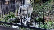 Wakka the Female Wolf Drinks the Water
