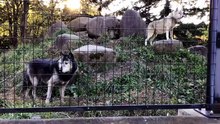 The Howlings of the Wolves and the Music of the Keeper’s Truck
