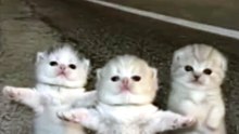 Dancing Cats & Dog 😻 Funny Cat & Dog Videos