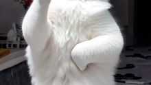 Funny Cat Videos 😻 Adorable Dancing Cats