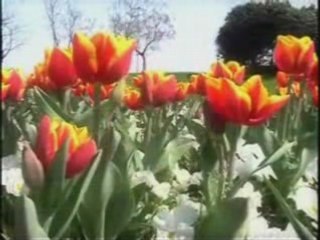 Excellent Recitation Of Surah Takweer - Qari Basit