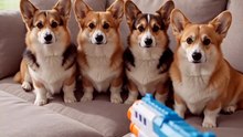 Animals pretending to faint When Dog Gets PEW’d 😂 #FunnyAnimals #AnimalComedy #FunnyPets #CuteAnimals #Viral#BirdBuzz