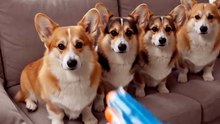 Animals pretending to faint When Dog Gets PEW’d 😂 #FunnyAnimals #AnimalComedy #FunnyPets #CuteAnimals #Viral#BirdBuzz (2)