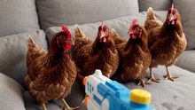 Animals pretending to faint  #FunnyAnimals #AnimalComedy #FunnyPets #CuteAnimals #Viral#BirdBuzz