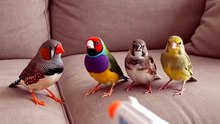 Animals pretending to faint  #FunnyAnimals #AnimalComedy #FunnyPets #CuteAnimals #Viral#BirdBuzz (3)