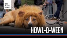 Howl-o-ween spirit takes over New York at Tompkins Square dog parade